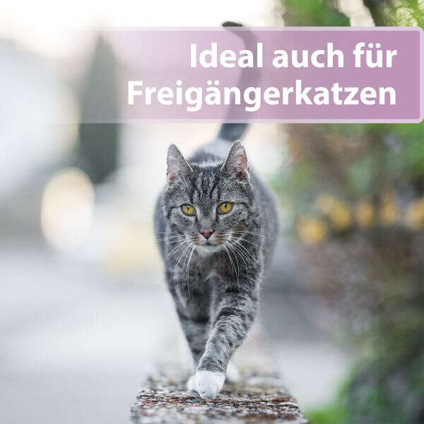 Felisept Pfotenpflege für Katzen